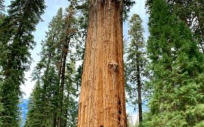 Wildfire Threatens Giant Sequoia Grove in Yosemite