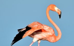 St. Petersburg Flamingos Still Safe in Bathroom