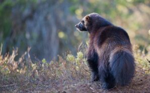 North American Wolverines Granted ‘Threatened’ Status Amid Climate Concerns