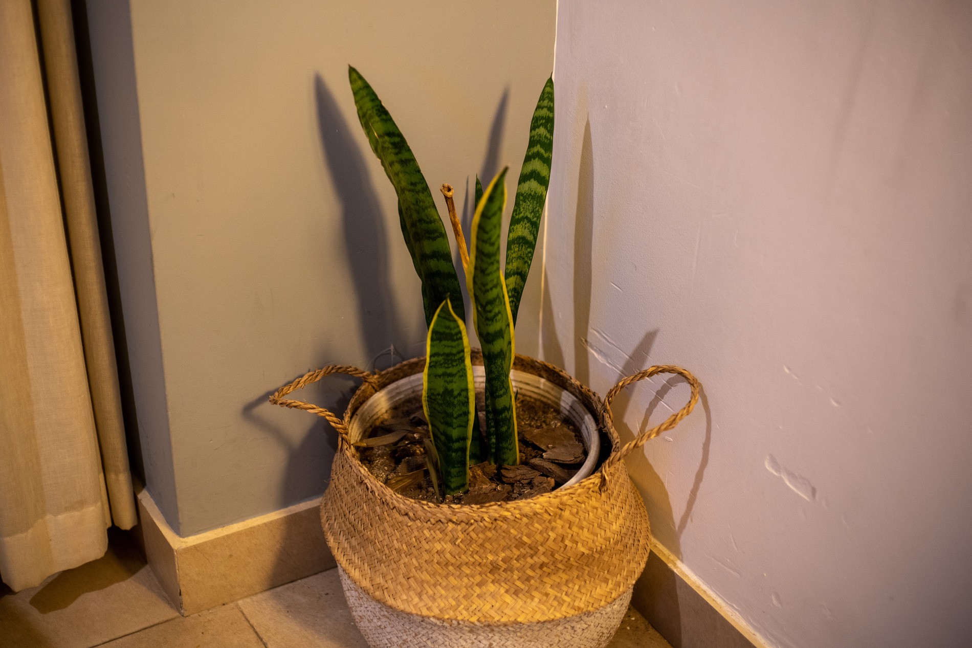 Snake Plant