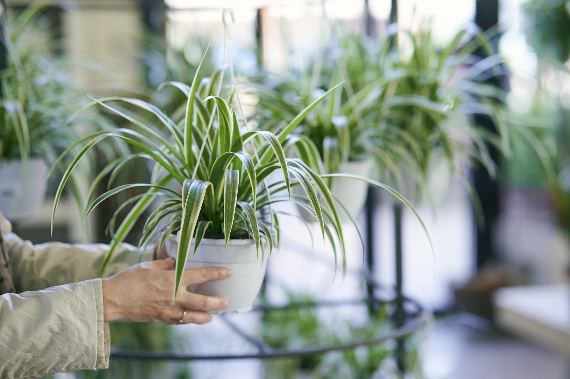 Spider Plant