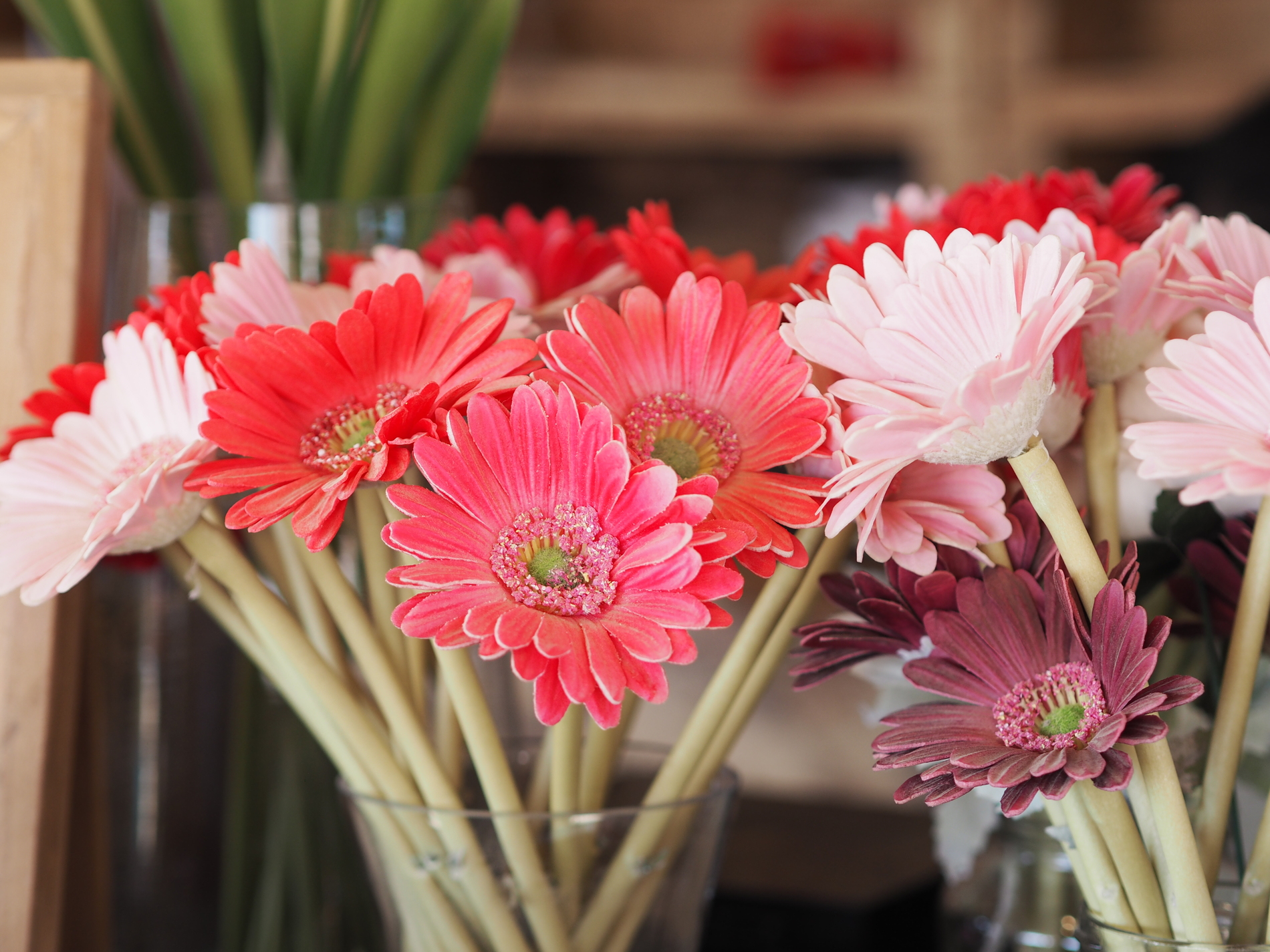 Gerbera Daisy