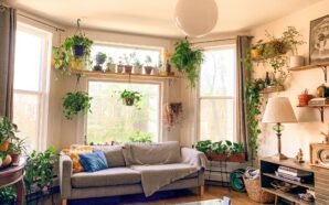 14 House Plants that are Great for Aesthetics and Air…