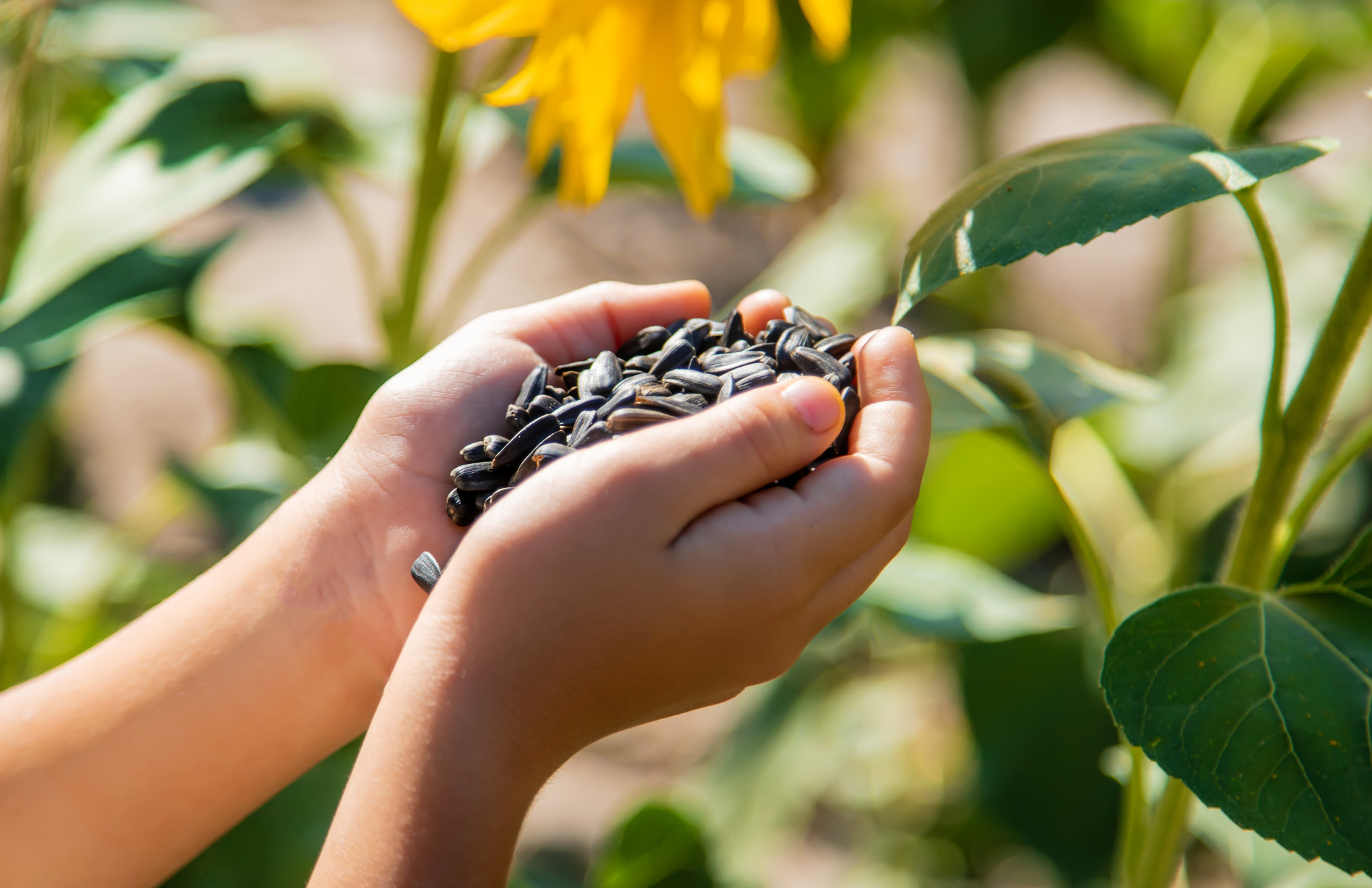 Sunflower Seeds