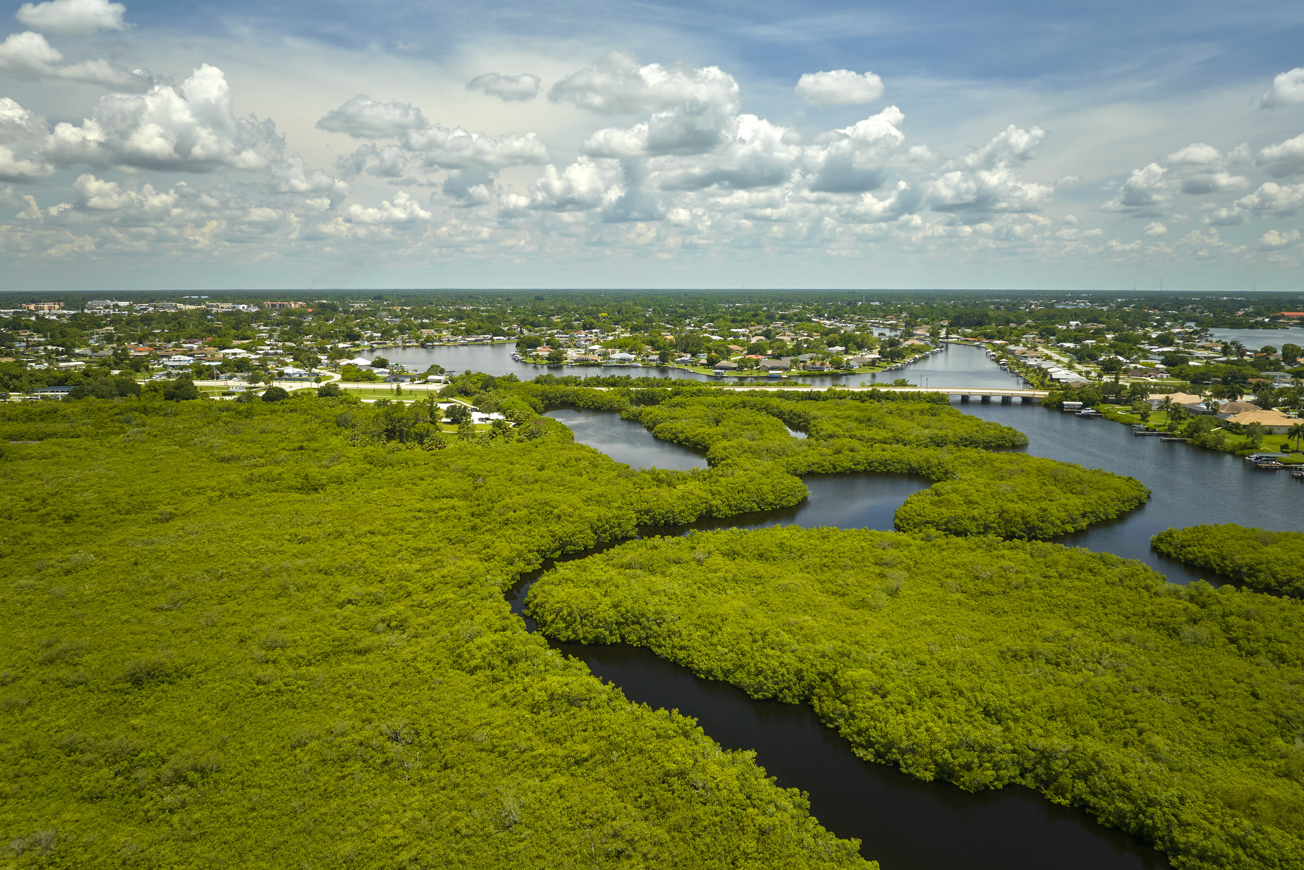 The Everglades