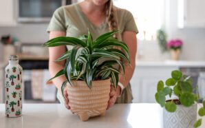 snake plant