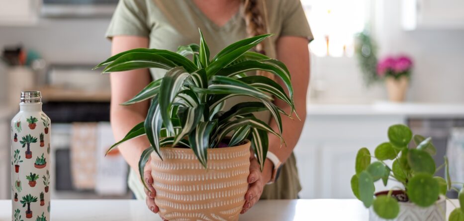 snake plant