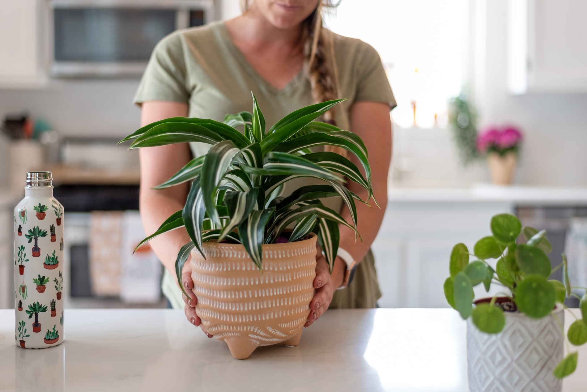 snake plant