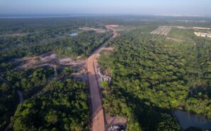 Global Outcry After 100,000 Amazon Trees Cut for Climate Summit