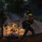 Wildfire